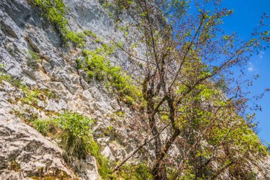 Plitvice Gölleri 'nde ağaçlar ve çimlerle kaplı kayalar. Mavi suyu olan göllerin etrafındaki kayalar ve yeşil ağaçlar. Hırvatistan 'daki Plitvice Gölleri Ulusal Parkı nefes kesici bir manzara.