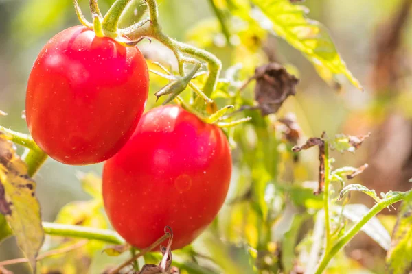Tomates Vermelhos Maduros Amadurecendo Arbusto Verde Jardim Belos Tomates Amadurecem — Fotografia de Stock
