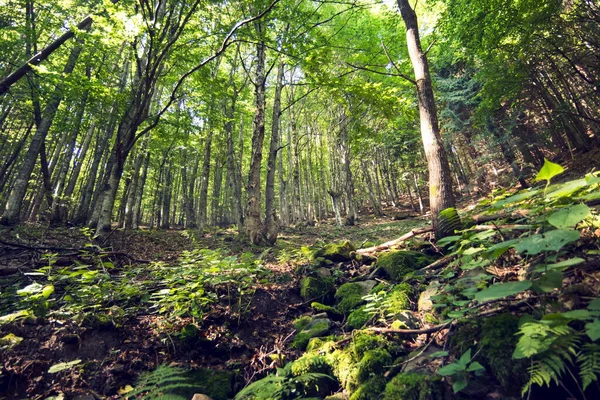 Tall trees in the forest on the mountainside. Wide angle view of a beautiful forest made of green and tall deciduous trees, grown along a mountainside, illuminated in back light by the sunlight