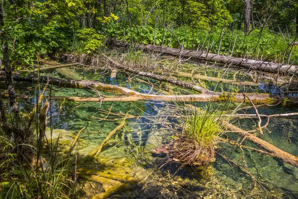 View of fallen trees in the water. Old trees fallen into the water in summer.Breathtaking view in the Plitvice Lakes National Park .Croatia