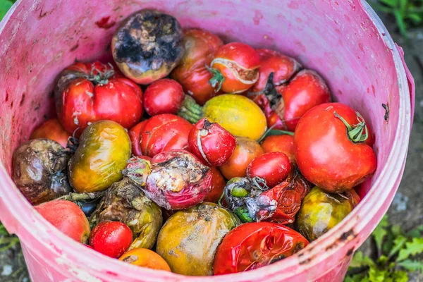 Rotten tomato. Mold on vegetables. Rotten product. Spoiled food. Rotten vegetable. Tomato with mold. Mold fungus. Rotten tomatoes in a bucket. Rotten tomatoes collected from the garden