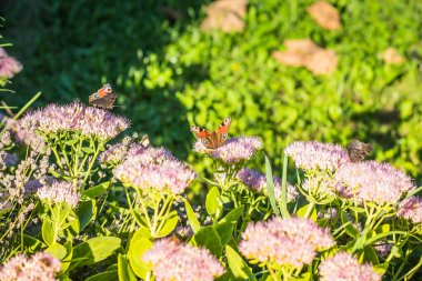 Kelebek Tavuskuşu gözü bir çiçeğin üzerinde. Kelebek tavus kuşu gözü pembe çiçeklerde. Bir kelebek bir yaz günü çiçeklerden nektar toplar.