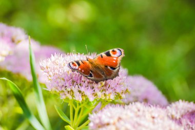Kelebek Tavuskuşu gözü bir çiçeğin üzerinde. Kelebek tavus kuşu gözü pembe çiçeklerde. Bir kelebek bir yaz günü çiçeklerden nektar toplar.