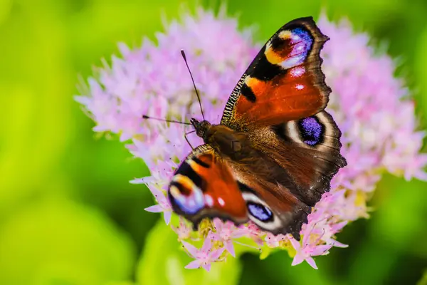 Метелик Павич Дивиться Квітку Метелик Павич Дивиться Рожеві Квіти Метелик Ліцензійні Стокові Зображення