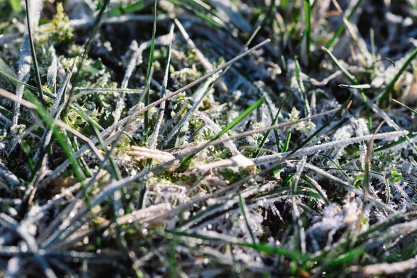 A close-up of frozen last year\'s grass in the field on a cold winter morning. Hoarfrost on last year\'s grass
