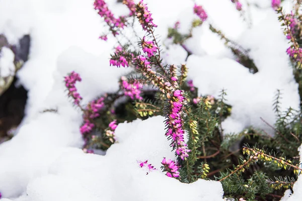 A beautiful purple and pink flower covered by snow during winter before spring season. The flower started blooming in an extreme temperature. It grows in the park or garden.