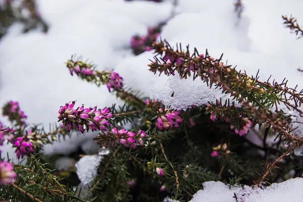 A beautiful purple and pink flower covered by snow during winter before spring season. The flower started blooming in an extreme temperature. It grows in the park or garden.