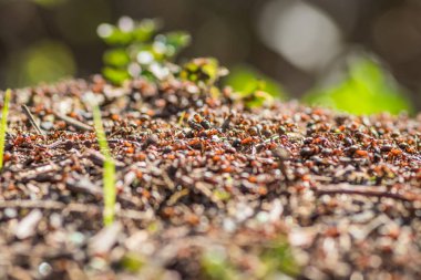 Karınca yuvası. Karınca tepesinde sürünen ateş karıncaları. Yaklaş ya da yerde çalışan karıncaların makro görüntüsünü çek. Yüzlerce ateş karıncaları tepelerine üşüşür.