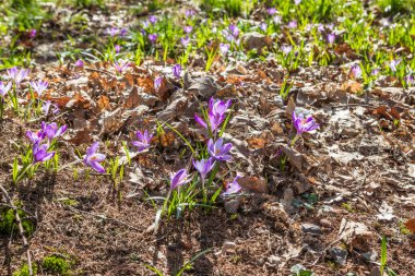 View of blooming spring flowers crocus growing in wildlife. Crocuses in the spring forest. Waking up nature. Primroses. Purple crocus growing in the forest clearing clipart