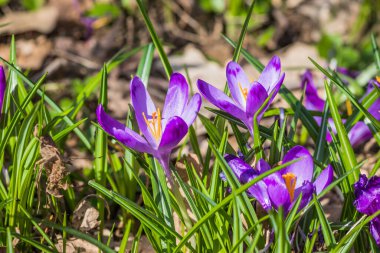 View of blooming spring flowers crocus growing in wildlife. Crocuses in the spring forest. Waking up nature. Primroses. Purple crocus growing in the forest clearing. Close-up clipart