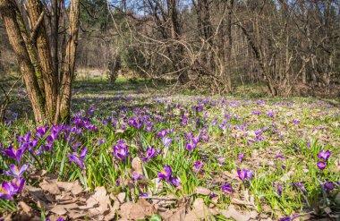 Vahşi doğada yetişen çiçek tarlalarının manzarası. Bahar ormanındaki timsahlar. Doğayı uyandırmak. Çuha çiçekleri. Ormanda yetişen mor krukus.