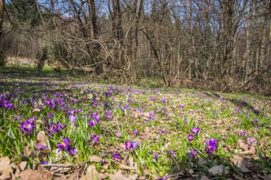Vahşi doğada yetişen çiçek tarlalarının manzarası. Bahar ormanındaki timsahlar. Doğayı uyandırmak. Çuha çiçekleri. Ormanda yetişen mor krukus.