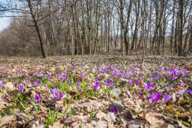 View of blooming spring flowers crocus growing in wildlife. Crocuses in the spring forest. Waking up nature. Primroses. Purple crocus growing in the forest clearing clipart