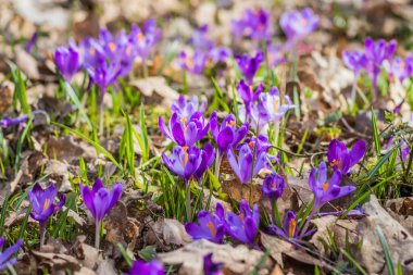 Vahşi doğada yetişen çiçek tarlalarının manzarası. Bahar ormanındaki timsahlar. Doğayı uyandırmak. Çuha çiçekleri. Orman açıklığında büyüyen mor krukus. Yakın plan.