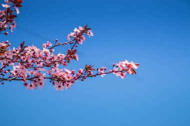 Güneşli bir günde, arka planda mavi gökyüzü olan kiraz ağaçları. Bahar başlarında açan narin pembe çiçekler Blut-Pflaume. Prunus cerasifera 'Nigra', Familie: Rosaceae.