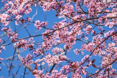 Güneşli bir günde, arka planda mavi gökyüzü olan kiraz ağaçları. Bahar başlarında açan narin pembe çiçekler Blut-Pflaume. Prunus cerasifera 'Nigra', Familie: Rosaceae.