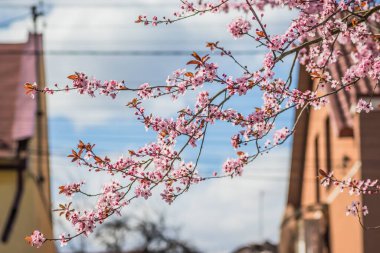 Güneşli bir günde, arka planda mavi gökyüzü olan kiraz ağaçları. Bahar başlarında açan narin pembe çiçekler Blut-Pflaume. Prunus cerasifera 'Nigra', Familie: Rosaceae.