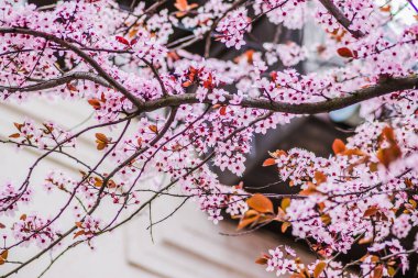 Güneşli bir günde arka planda bina olan kiraz dalları çiçek açar. Bahar başlarında açan narin pembe çiçekler Blut-Pflaume. Prunus cerasifera 'Nigra', Familie: Rosaceae.