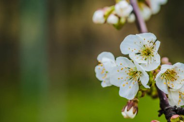 Parlak beyaz kiraz çiçekleri. Baharda arka plan için kiraz çiçeği ya da metin için kopya alanı. Bahar bayrağı, yeşil arka planda kiraz çiçekleri dalları