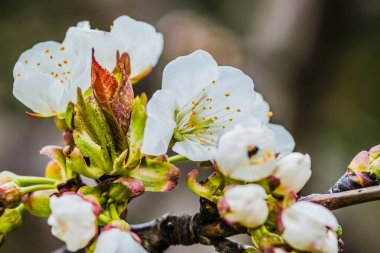 Parlak beyaz kiraz çiçekleri. Baharda arka plan için kiraz çiçeği ya da metin için kopya alanı. Bahar bayrağı, yeşil arka planda kiraz çiçekleri dalları