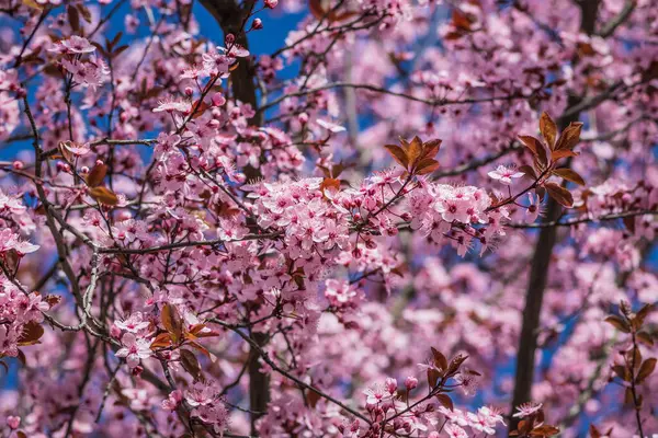 Güneşli bir günde, arka planda mavi gökyüzü olan kiraz ağaçları. Bahar başlarında açan narin pembe çiçekler Blut-Pflaume. Prunus cerasifera 'Nigra', Familie: Rosaceae.