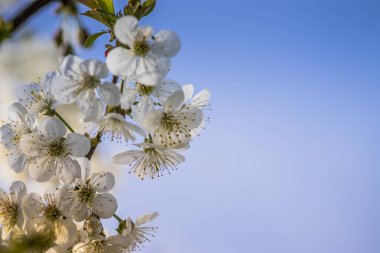 Parlak beyaz kiraz çiçekleri. Baharda arka plan için kiraz çiçeği ya da metin için kopya alanı. Bahar bayrağı, kiraz dalları açık havada mavi gökyüzüne karşı çiçek açıyor..