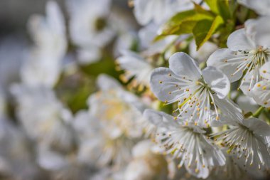 Güneşli bahar gününde, bulanık arka planda güzel, beyaz meyve çiçeklerini kapat, seçici odaklan. Meyve ağaçlarının açtığı bahar arkaplanı.