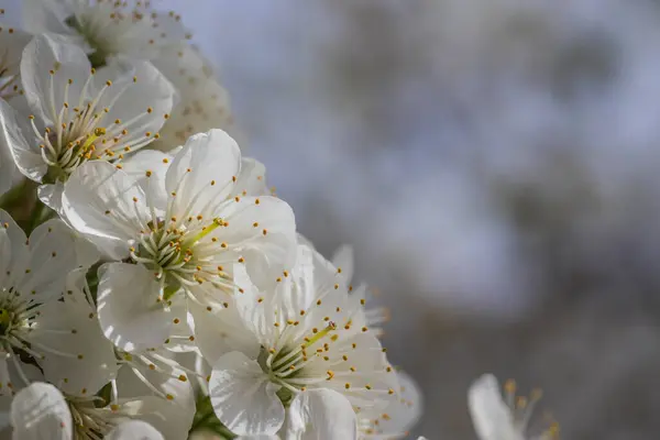 Flores Cerezo Blanco Brillante Flor Cerezo Primavera Para Fondo Copiar Fotos de stock