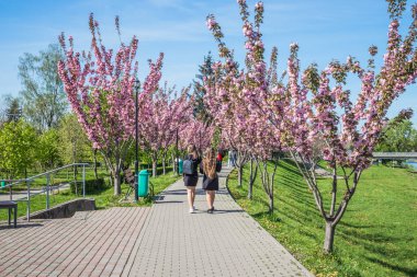Mavi gökyüzüne karşı dalında kadife sakura çiçekleri olan bir park. Sakura çiçekleri bir ağaç dalına sarılır. Yeşil çimenler, park yolu ve kiraz ağaçları.