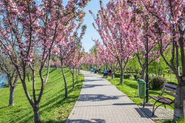 Mavi gökyüzüne karşı dalında kadife sakura çiçekleri olan bir park. Sakura çiçekleri bir ağaç dalına sarılır. Yeşil çimenler, park yolu ve kiraz ağaçları.