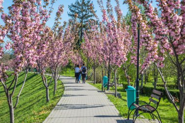Mavi gökyüzüne karşı dalında kadife sakura çiçekleri olan bir park. Sakura çiçekleri bir ağaç dalına sarılır. Yeşil çimenler, park yolu ve kiraz ağaçları.