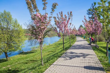 Mavi gökyüzüne karşı dalında kadife sakura çiçekleri olan bir park. Sakura çiçekleri bir ağaç dalına sarılır. Yeşil çimenler, park yolu ve kiraz ağaçları.