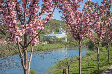 Arka planda kiraz çiçekleri olan nehir kenarındaki manastır manzarası. Mavi gökyüzüne karşı dalında kadife sakura çiçekleri olan bir park. Sakura çiçekleri bir ağaç dalına sarılır..