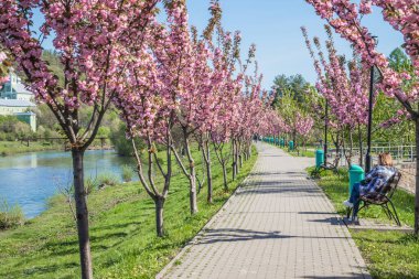 Mavi gökyüzüne karşı dalında kadife sakura çiçekleri olan bir park. Sakura çiçekleri bir ağaç dalına sarılır. Yeşil çimenler, park yolu ve kiraz ağaçları.