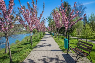 Mavi gökyüzüne karşı dalında kadife sakura çiçekleri olan bir park. Sakura çiçekleri bir ağaç dalına sarılır. Yeşil çimenler, park yolu ve kiraz ağaçları.