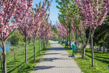 Mavi gökyüzüne karşı dalında kadife sakura çiçekleri olan bir park. Sakura çiçekleri bir ağaç dalına sarılır. Yeşil çimenler, park yolu ve kiraz ağaçları.