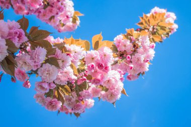 Mavi gökyüzüne karşı dalda kadife sakura çiçekleri. Sakura çiçekleri bir ağaç dalına sarılır. Bahar bayrağı, kiraz dalları açık havada mavi gökyüzüne karşı çiçek açıyor..