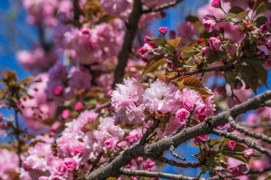 Mavi gökyüzüne karşı dalda kadife sakura çiçekleri. Sakura çiçekleri bir ağaç dalına sarılır. Bahar bayrağı, kiraz dalları açık havada mavi gökyüzüne karşı çiçek açıyor..