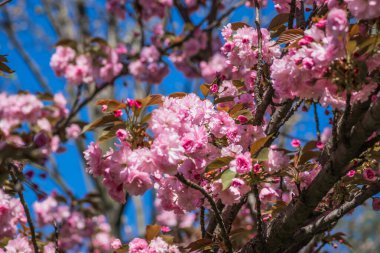 Mavi gökyüzüne karşı dalda kadife sakura çiçekleri. Sakura çiçekleri bir ağaç dalına sarılır. Bahar bayrağı, kiraz dalları açık havada mavi gökyüzüne karşı çiçek açıyor..