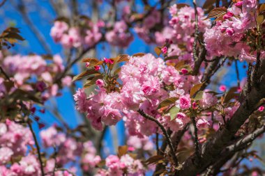 Mavi gökyüzüne karşı dalda kadife sakura çiçekleri. Sakura çiçekleri bir ağaç dalına sarılır. Bahar bayrağı, kiraz dalları açık havada mavi gökyüzüne karşı çiçek açıyor..