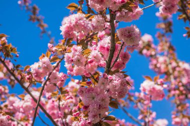 Mavi gökyüzüne karşı dalda kadife sakura çiçekleri. Sakura çiçekleri bir ağaç dalına sarılır. Bahar bayrağı, kiraz dalları açık havada mavi gökyüzüne karşı çiçek açıyor..