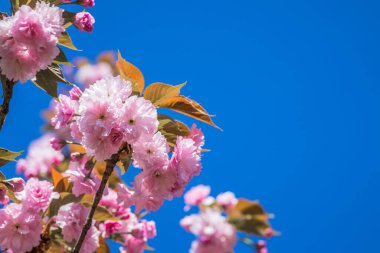 Mavi gökyüzüne karşı dalda kadife sakura çiçekleri. Sakura çiçekleri bir ağaç dalına sarılır. Bahar bayrağı, kiraz dalları açık havada mavi gökyüzüne karşı çiçek açıyor..