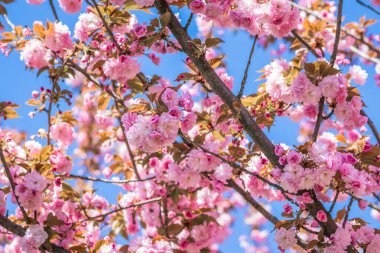 Mavi gökyüzüne karşı dalda kadife sakura çiçekleri. Sakura çiçekleri bir ağaç dalına sarılır. Bahar bayrağı, kiraz dalları açık havada mavi gökyüzüne karşı çiçek açıyor..