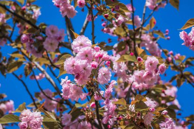 Mavi gökyüzüne karşı dalda kadife sakura çiçekleri. Sakura çiçekleri bir ağaç dalına sarılır. Bahar bayrağı, kiraz dalları açık havada mavi gökyüzüne karşı çiçek açıyor..