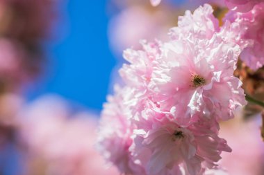 Mavi gökyüzüne karşı dalda kadife sakura çiçekleri. Sakura çiçekleri bir ağaç dalına sarılır. Bahar bayrağı, kiraz dalları açık havada mavi gökyüzüne karşı çiçek açıyor..