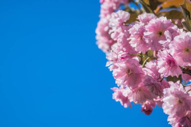 Mavi gökyüzüne karşı dalda kadife sakura çiçekleri. Sakura çiçekleri bir ağaç dalına sarılır. Bahar bayrağı, kiraz dalları açık havada mavi gökyüzüne karşı çiçek açıyor..