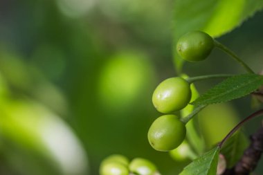 Baharda ağaçta olgunlaşmamış yeşil kiraz. Yeşil olgunlaşmamış kiraz yakından. Olgunlaşmamış kiraz ve yeşil yapraklar