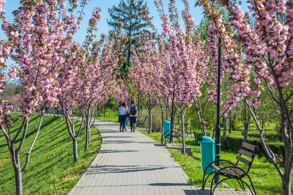 Mavi gökyüzüne karşı dalında kadife sakura çiçekleri olan bir park. Sakura çiçekleri bir ağaç dalına sarılır. Yeşil çimenler, park yolu ve kiraz ağaçları.