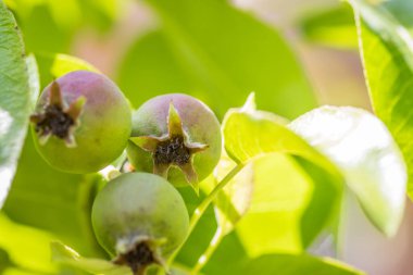Ağaç dalında büyüyen bir çiçek tomurcuğunun detaylı görüntüsü doğanın güzelliğini yakından ortaya koyuyor. Resim bitkileri, dalları, meyve ağaçlarını, çiçekleri ve makro fotoğrafçılığı ön plana çıkarıyor