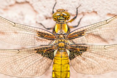 Yüzeye tünemiş bir yusufçuğun detaylı bir görüntüsü. Karmaşık özelliklerini ve canlı renklerini detaylı bir şekilde gösteriyor.